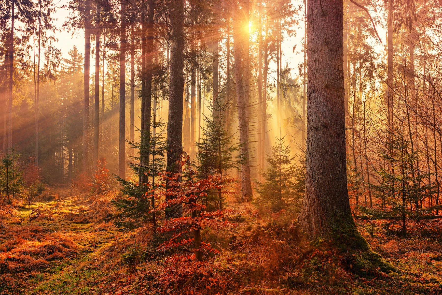Sunlight through a forest — travel inspiration
